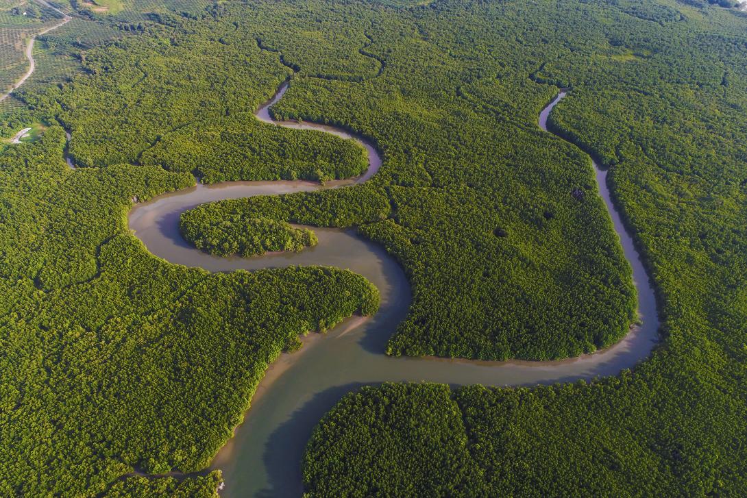 An aerial image of mangroves with a winding river through it.