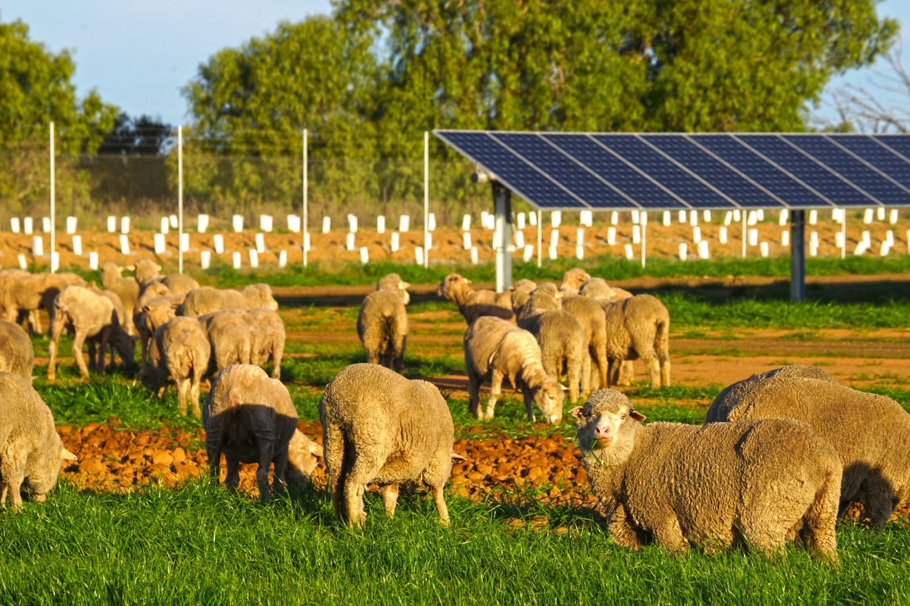 The photo shows sheep grazing amongst solar panels at the Numurkah Solar Farm, Shepparton, Victoria.