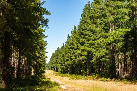 A scenic dirt road winding through a dense forest.